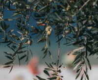 BENVOLIO Natives Olivenöl Extra 100% Italienisch | 500 ml